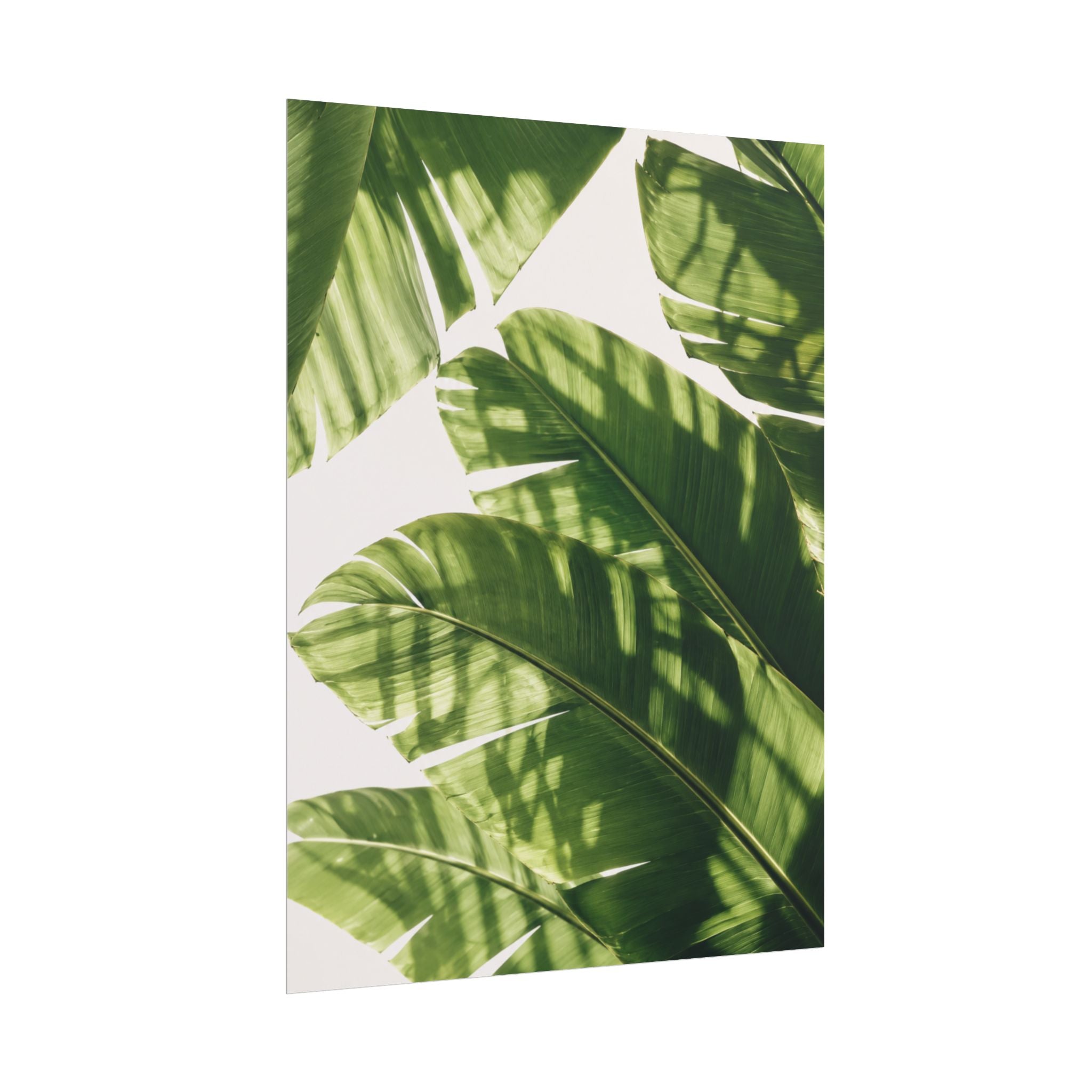 Banana Leaf Shadow Print