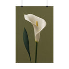 White Calla Lily Print