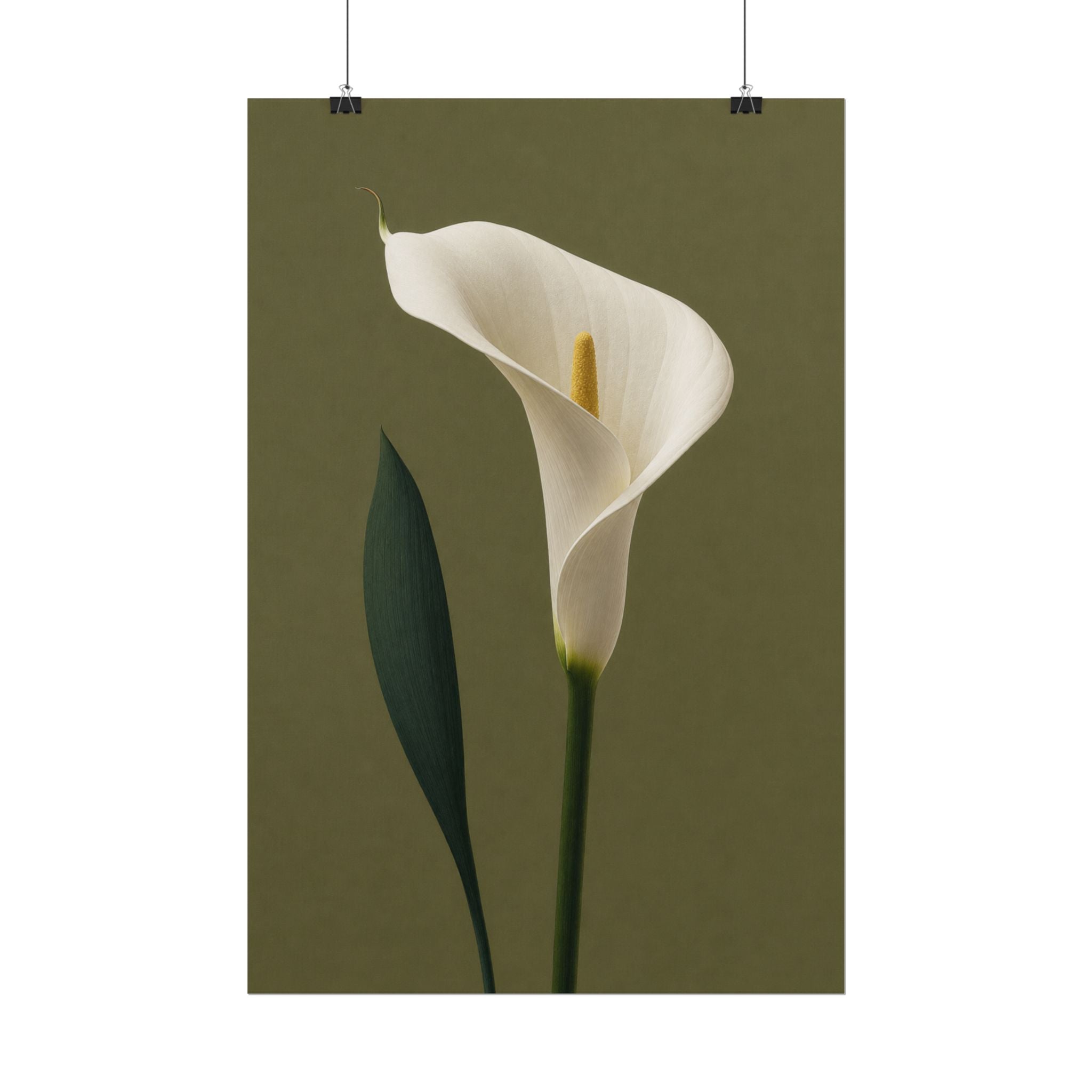 White Calla Lily Print