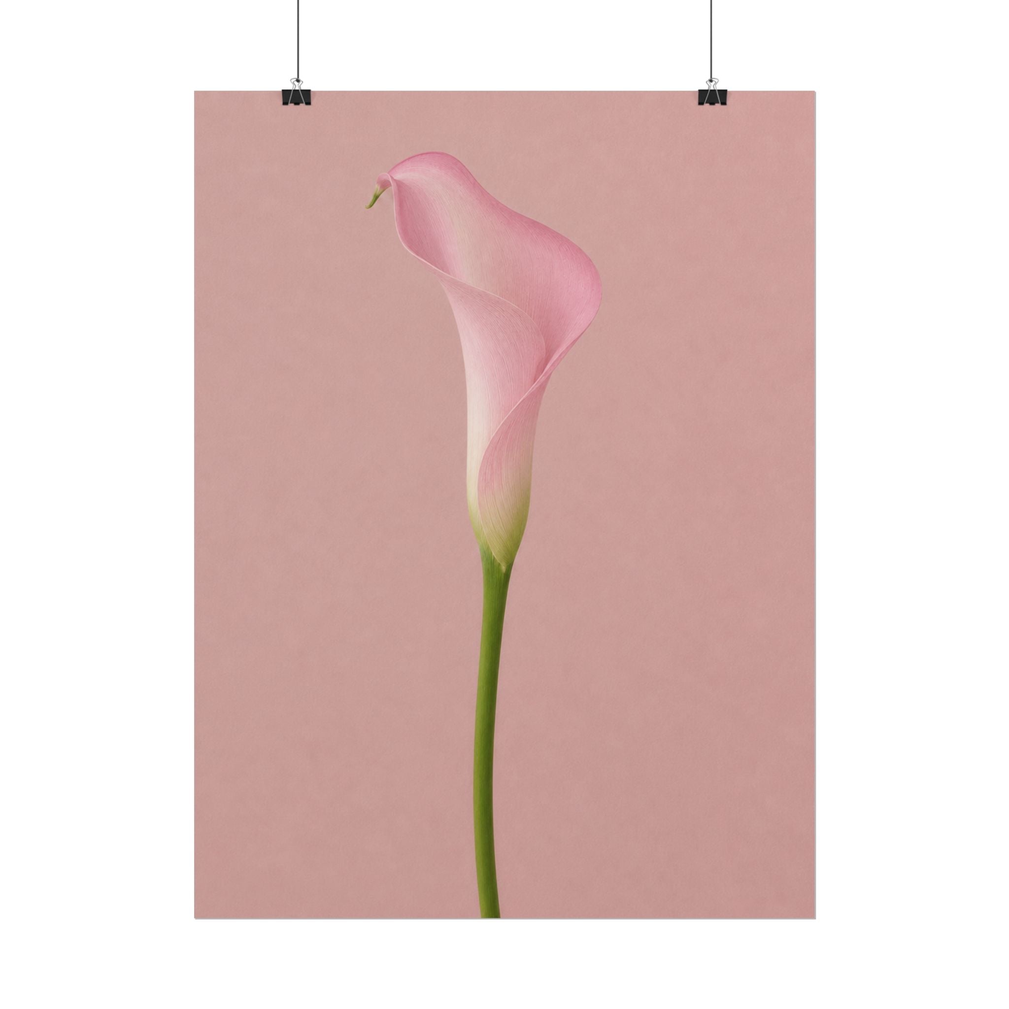 Pink Calla Lily Print