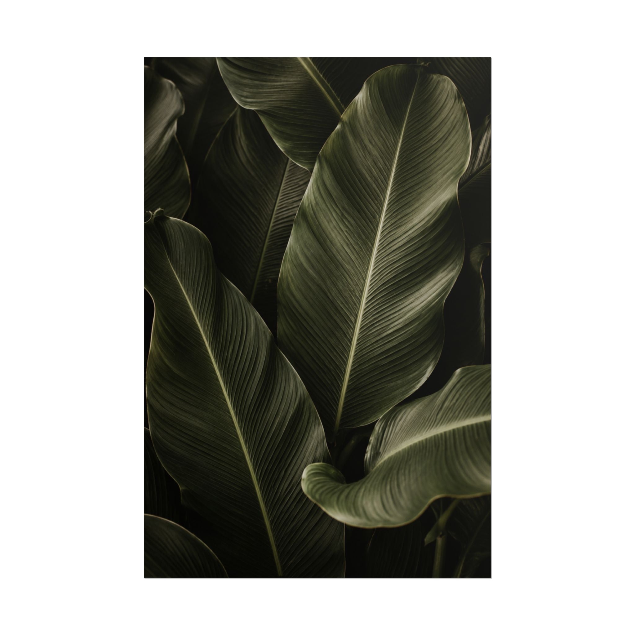 Dark Banana Leaf Print