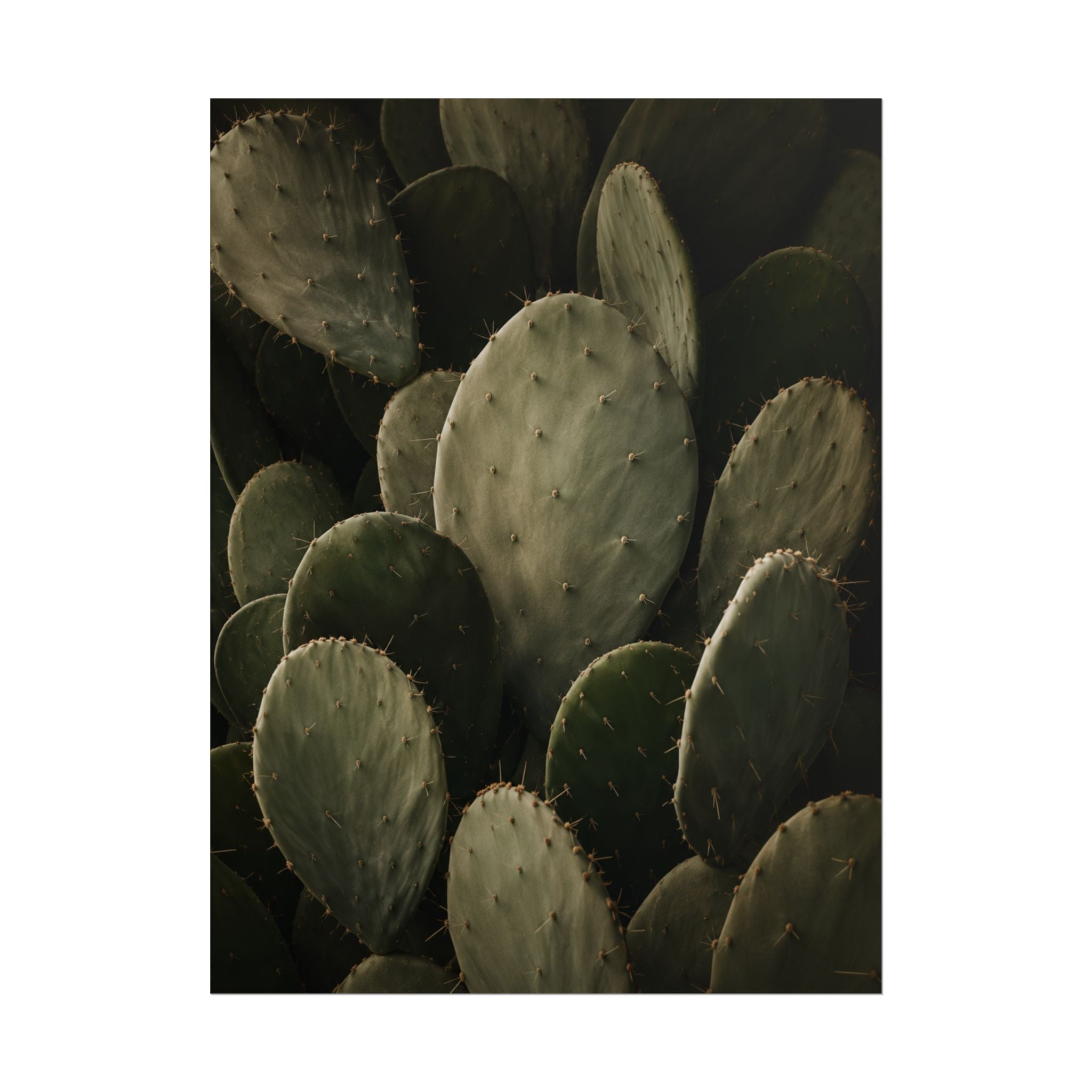Dark Cactus Print