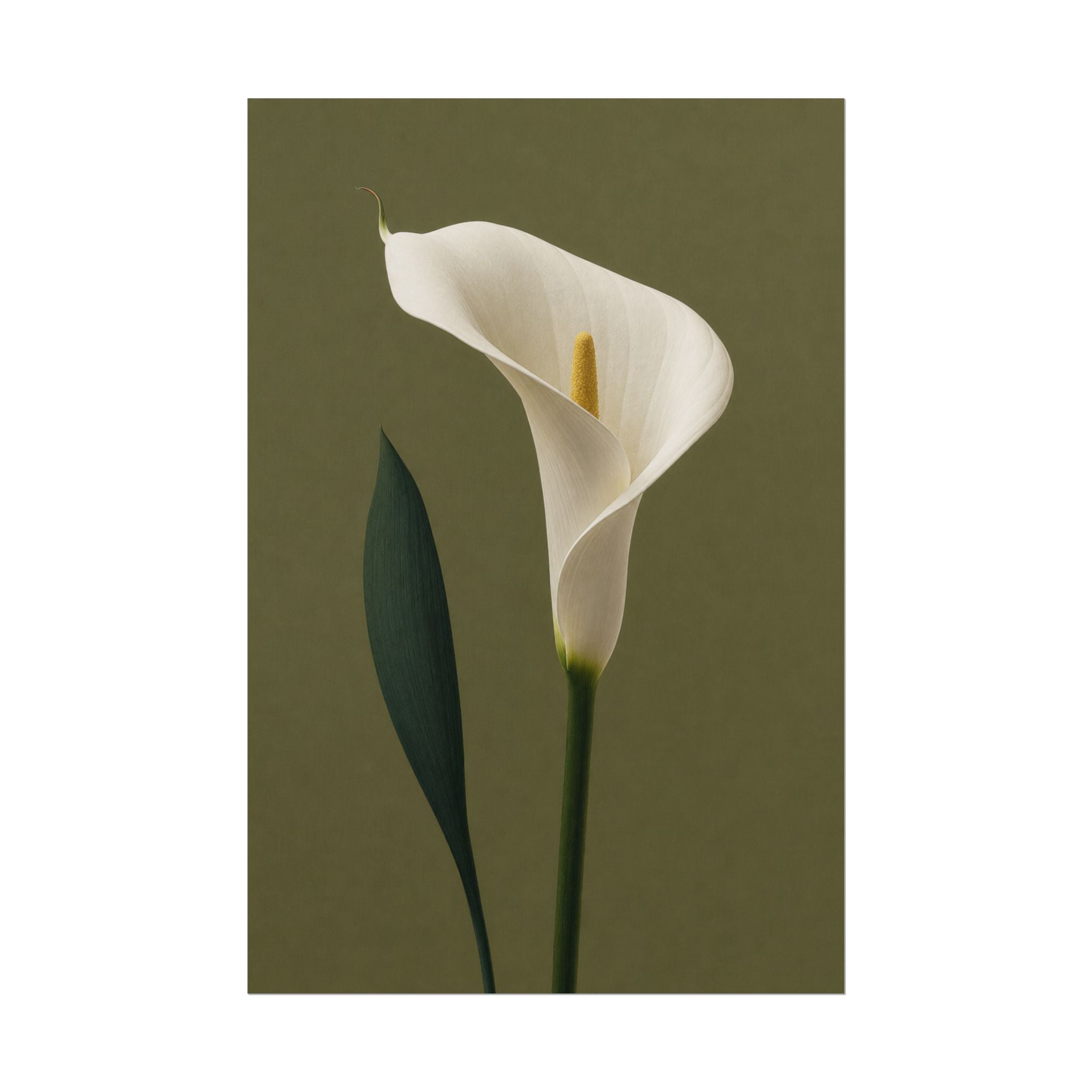 White Calla Lily Print