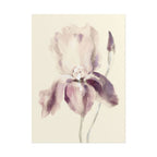 Purple Iris Print