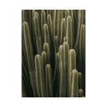 Column Cactus Print