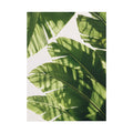 Banana Leaf Shadow Print