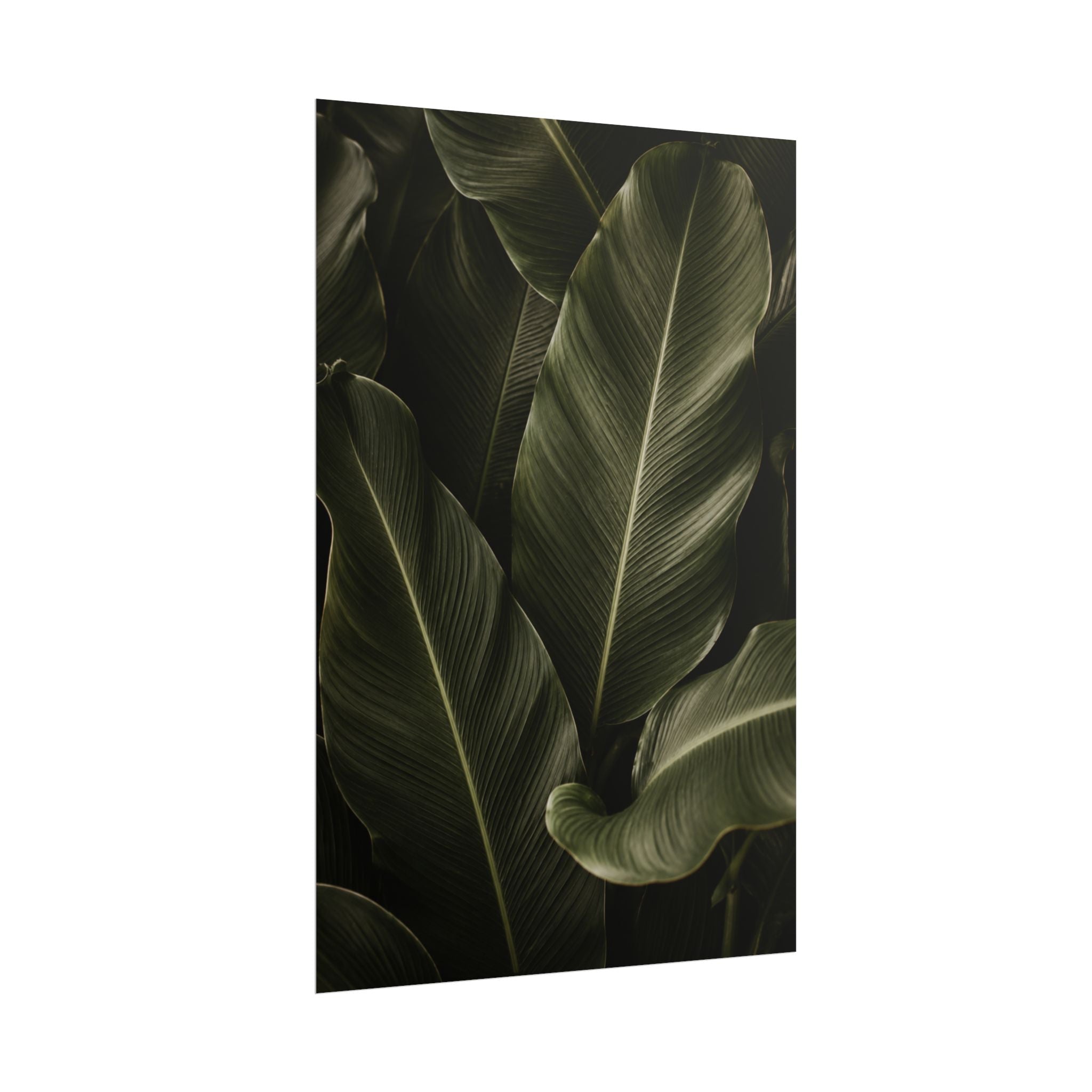 Dark Banana Leaf Print