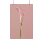 Pink Calla Lily Print
