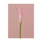 Pink Calla Lily Print