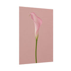 Pink Calla Lily Print