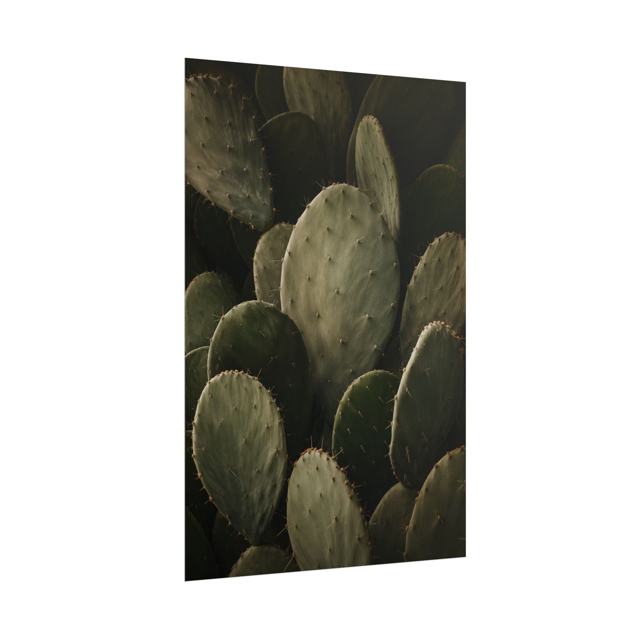 Dark Cactus Print