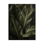 Dark Banana Leaf Print