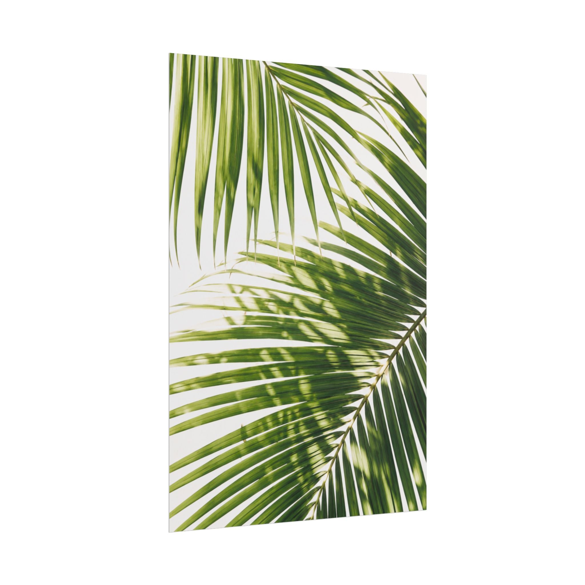 Palm Leaf Shadow Print