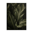 Dark Banana Leaf Print