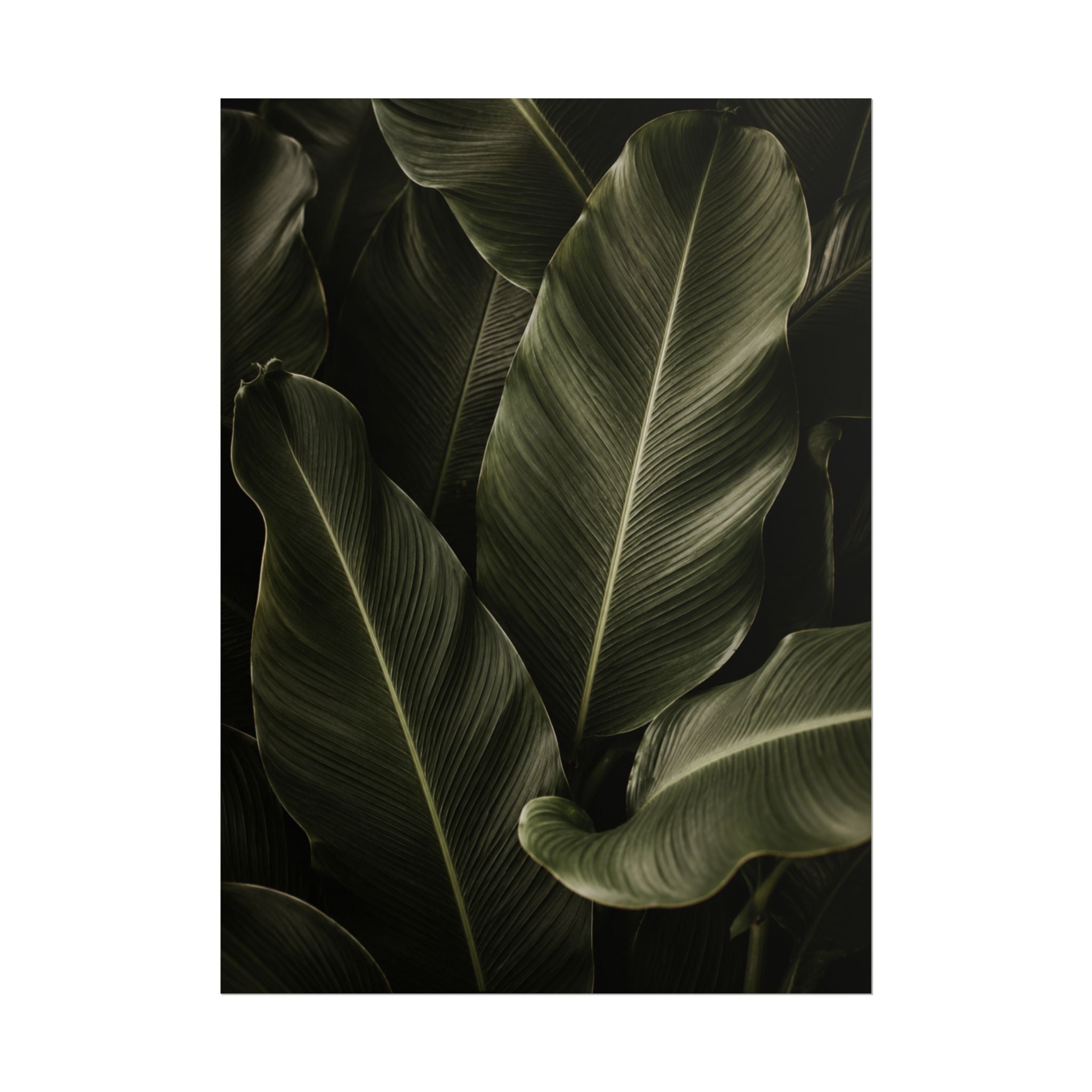 Dark Banana Leaf Print