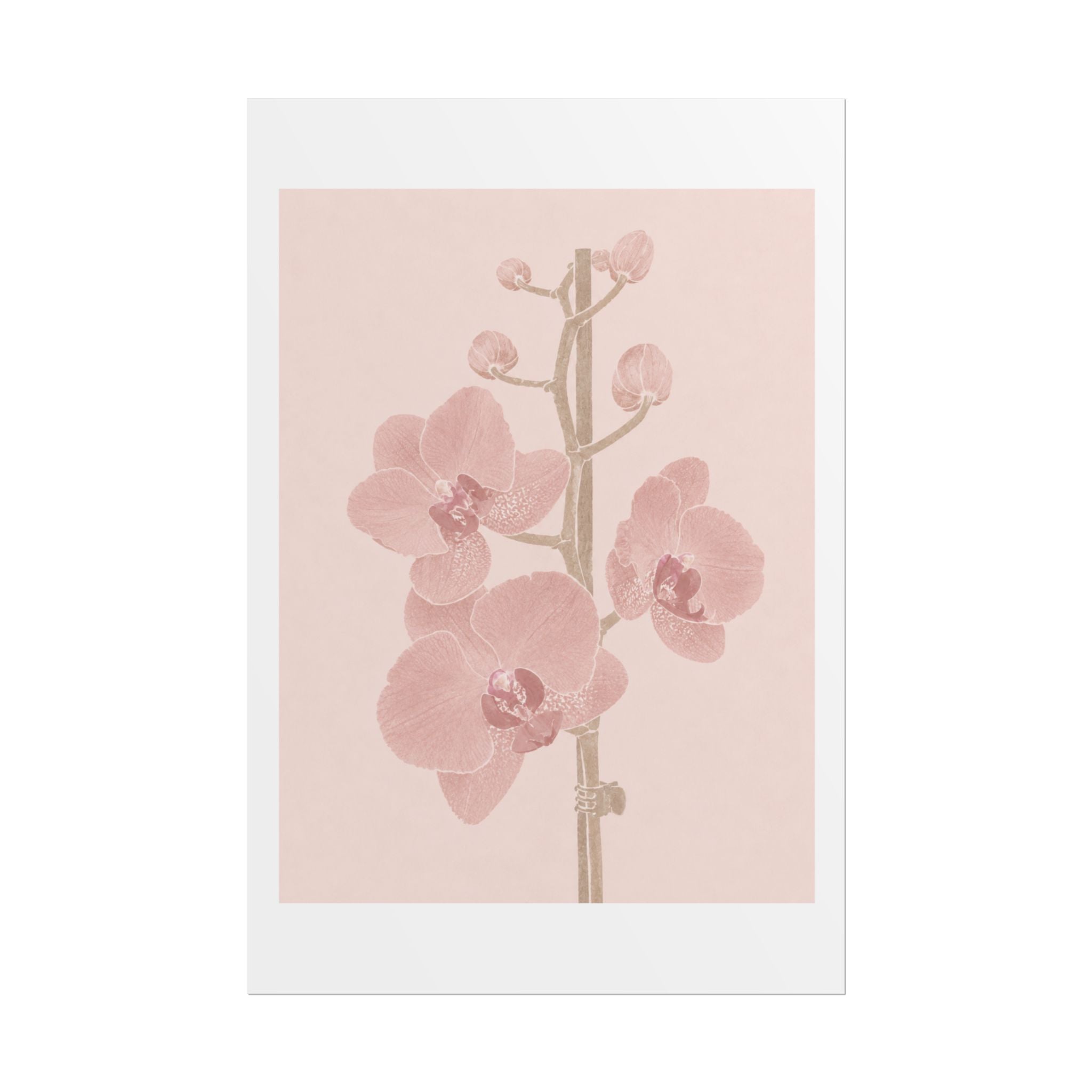 Blush Orchid Branch Print