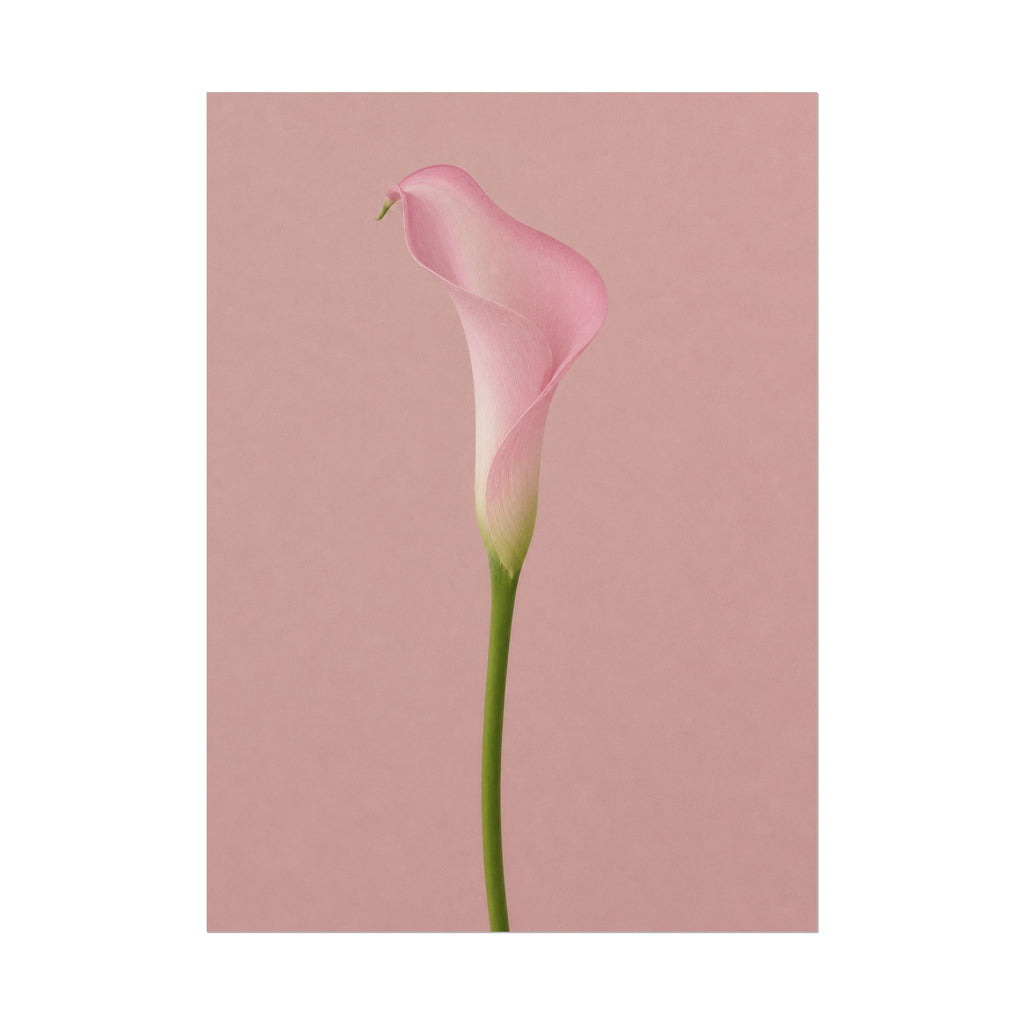 Pink Calla Lily Print