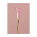 Pink Calla Lily Print