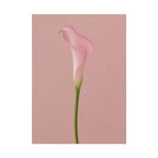 Pink Calla Lily Print