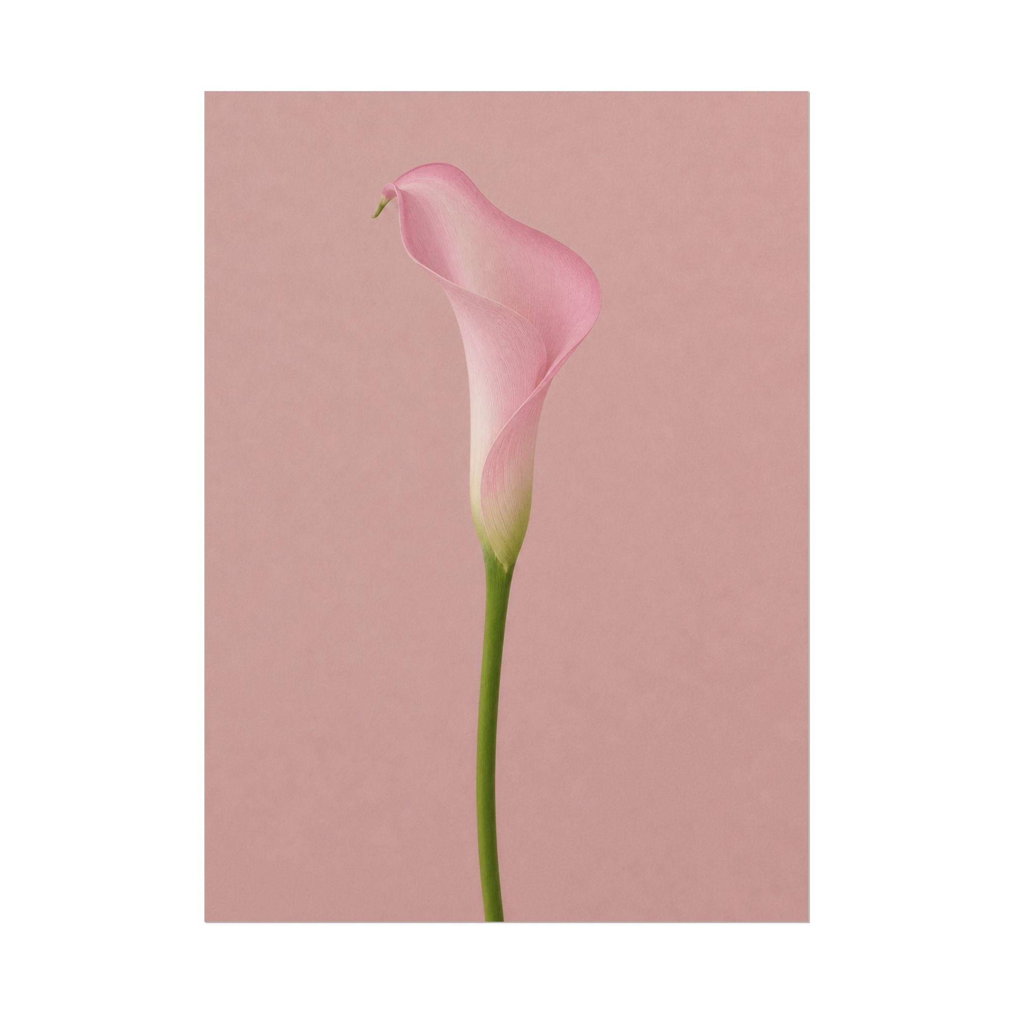 Pink Calla Lily Print