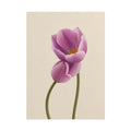 Purple Tulip Print