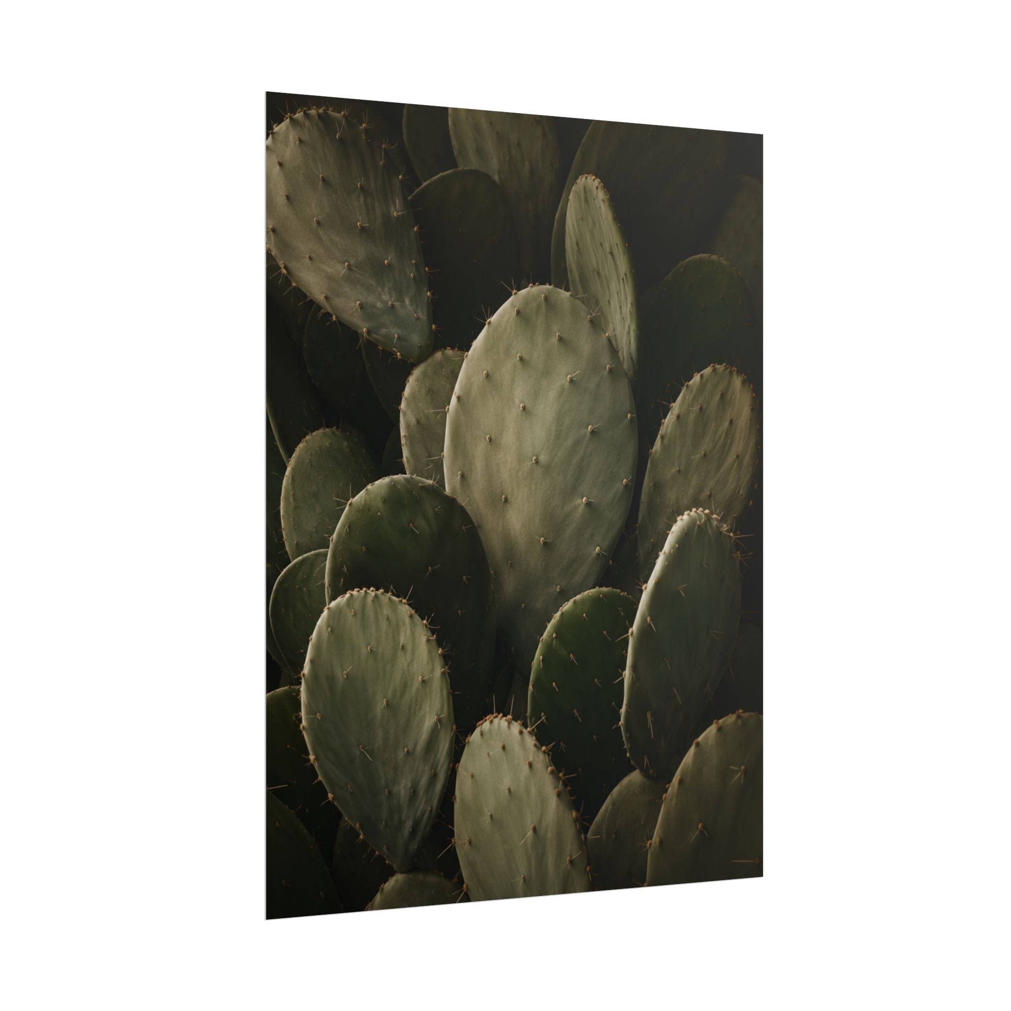 Dark Cactus Print