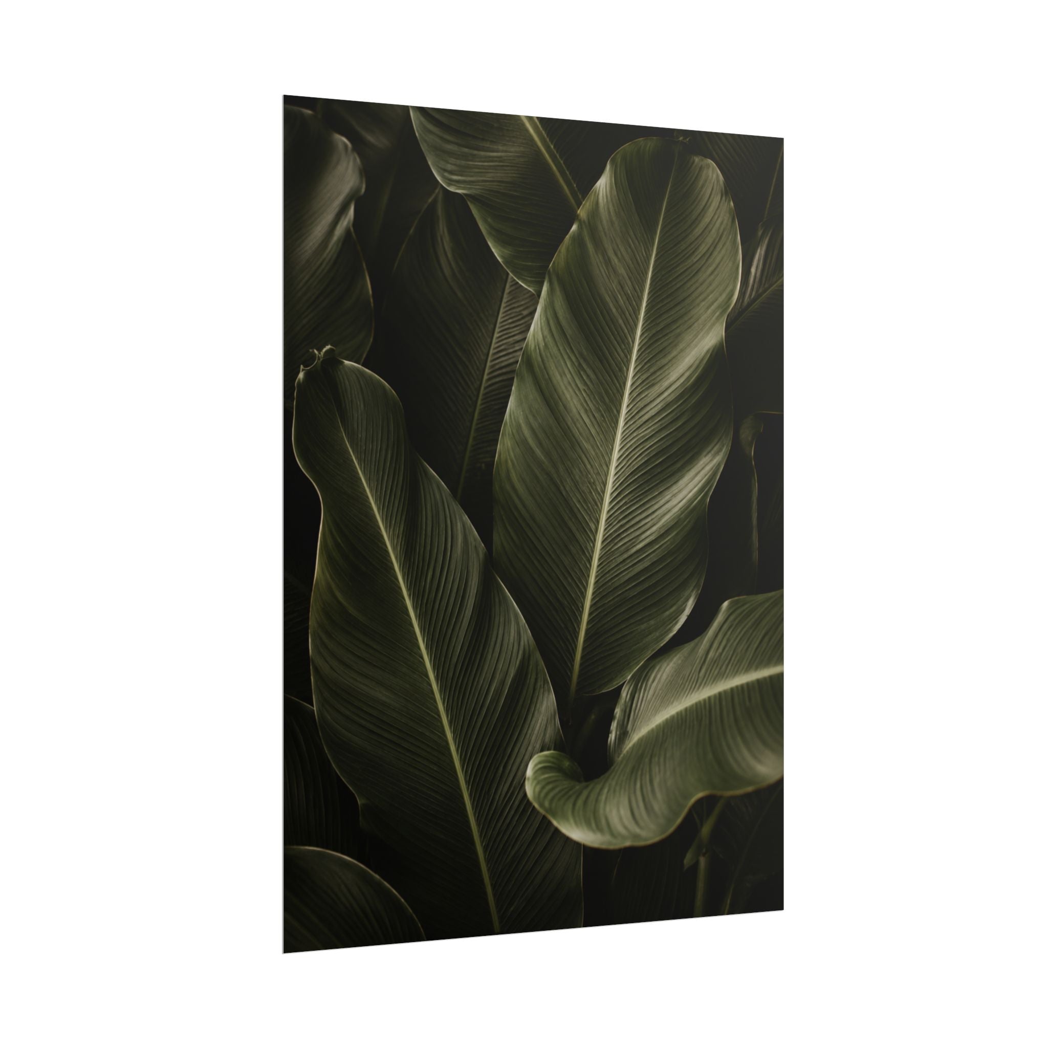 Dark Banana Leaf Print