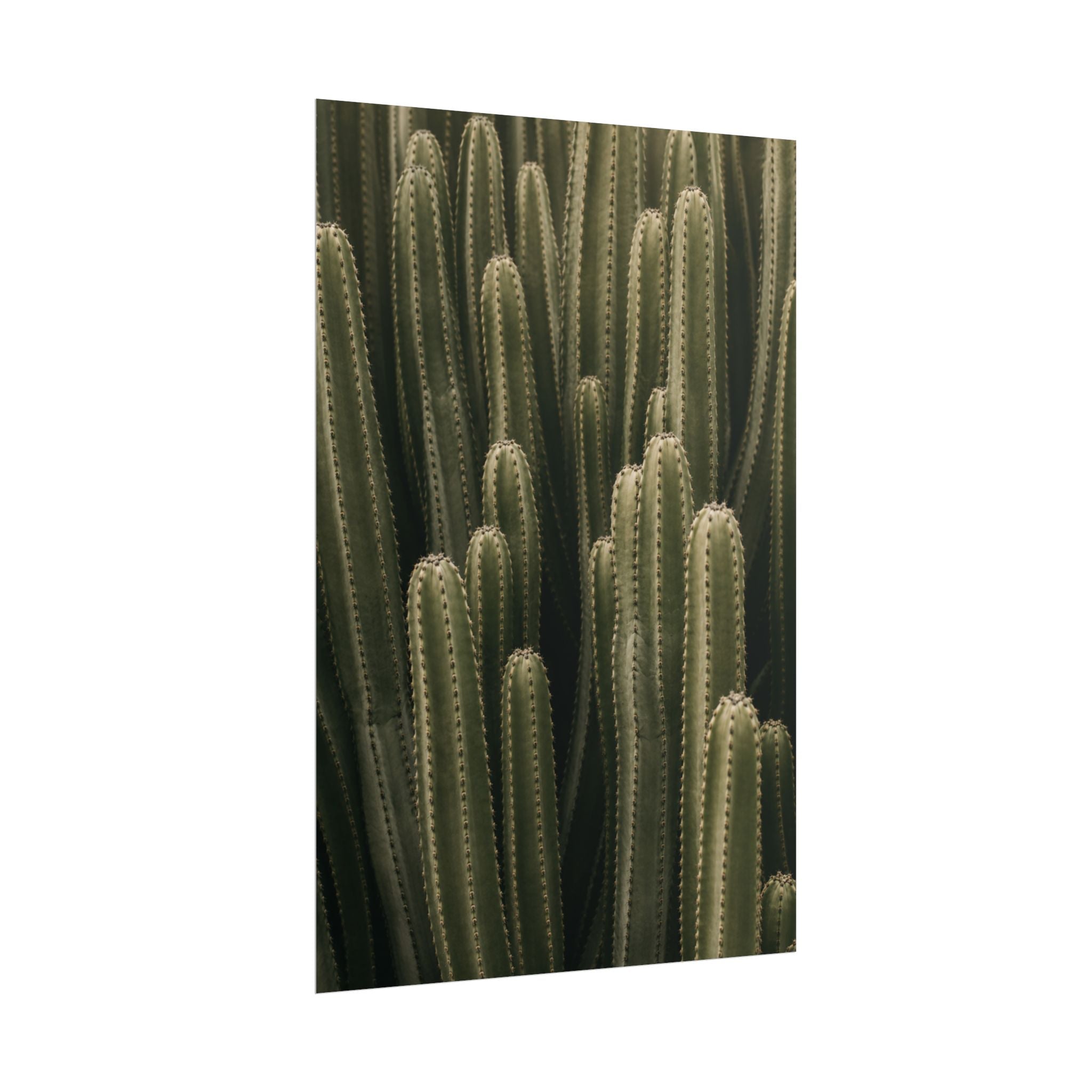 Column Cactus Print