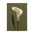 White Calla Lily Print