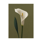 White Calla Lily Print
