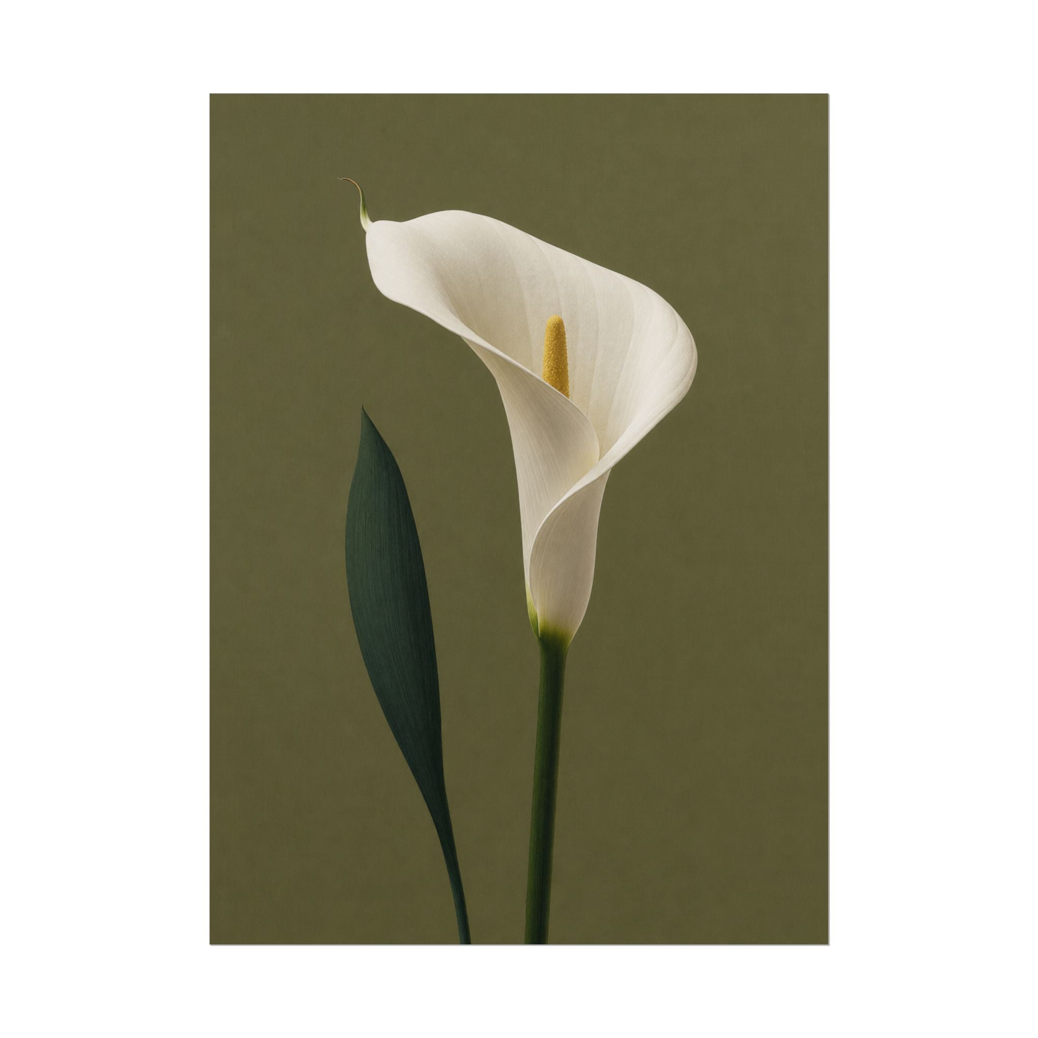 White Calla Lily Print