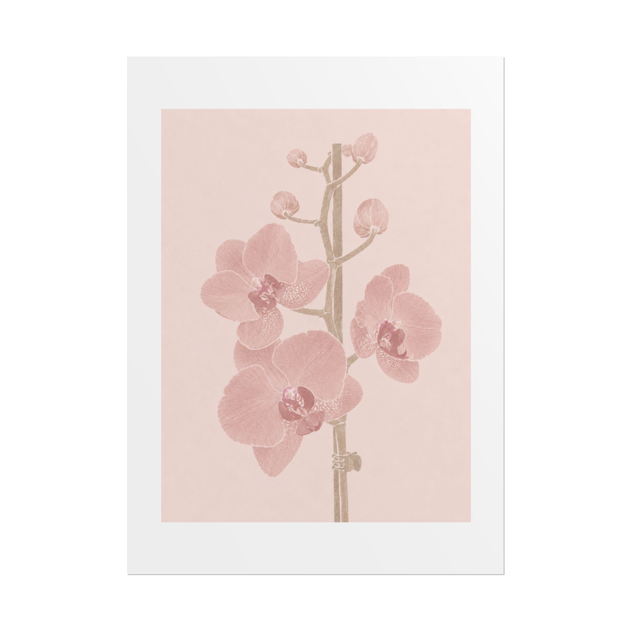 Blush Orchid Branch Print
