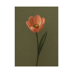 Peach Tulip Print
