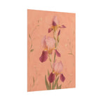 Blush Iris Print