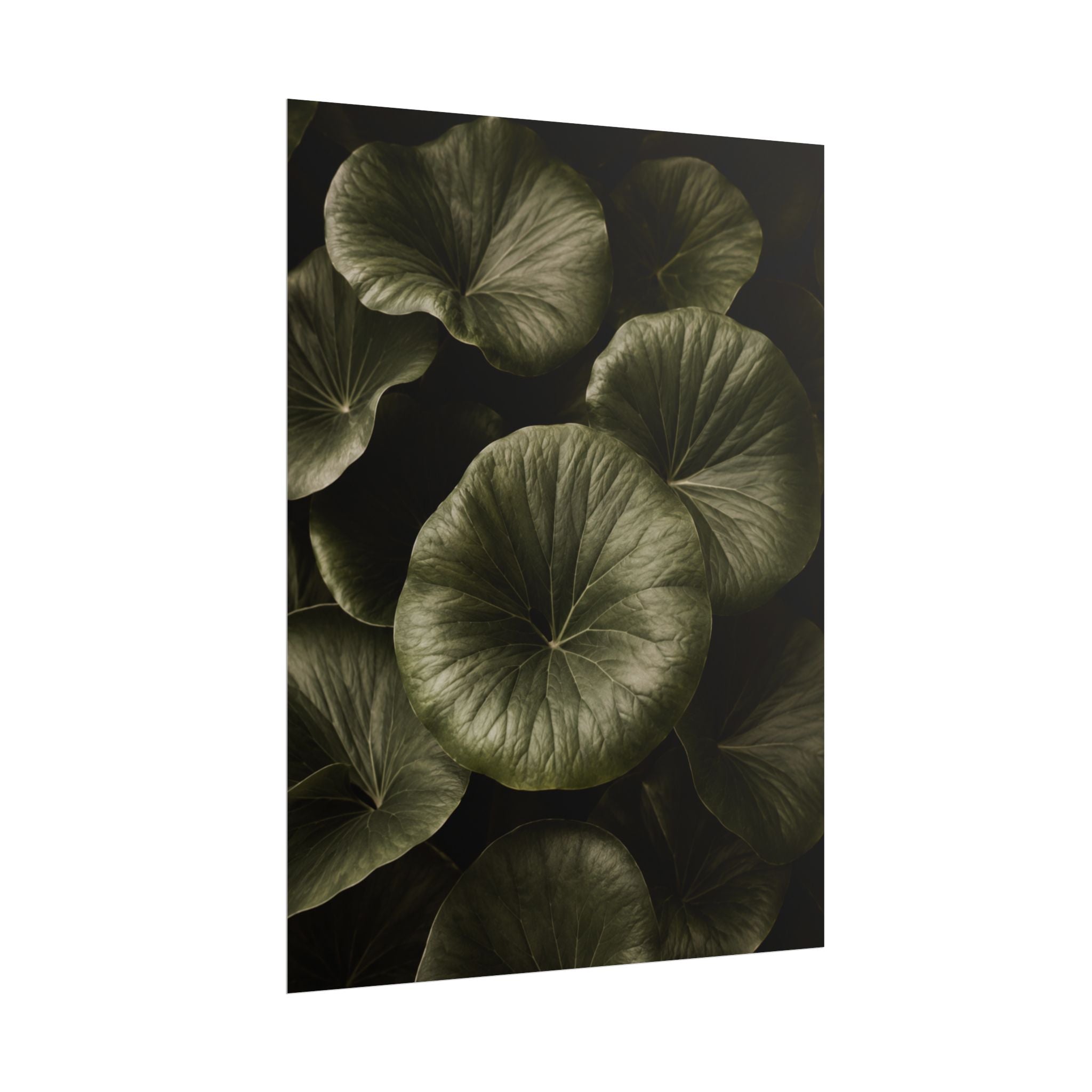 Round Leaf Botanical Print