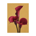 Burgundy Calla Lily Print
