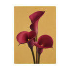 Burgundy Calla Lily Print