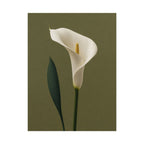 White Calla Lily Print