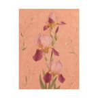 Blush Iris Print