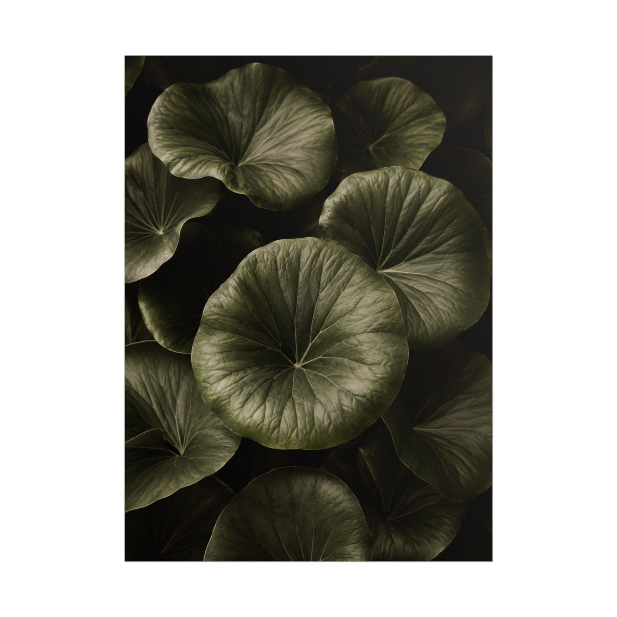 Round Leaf Botanical Print
