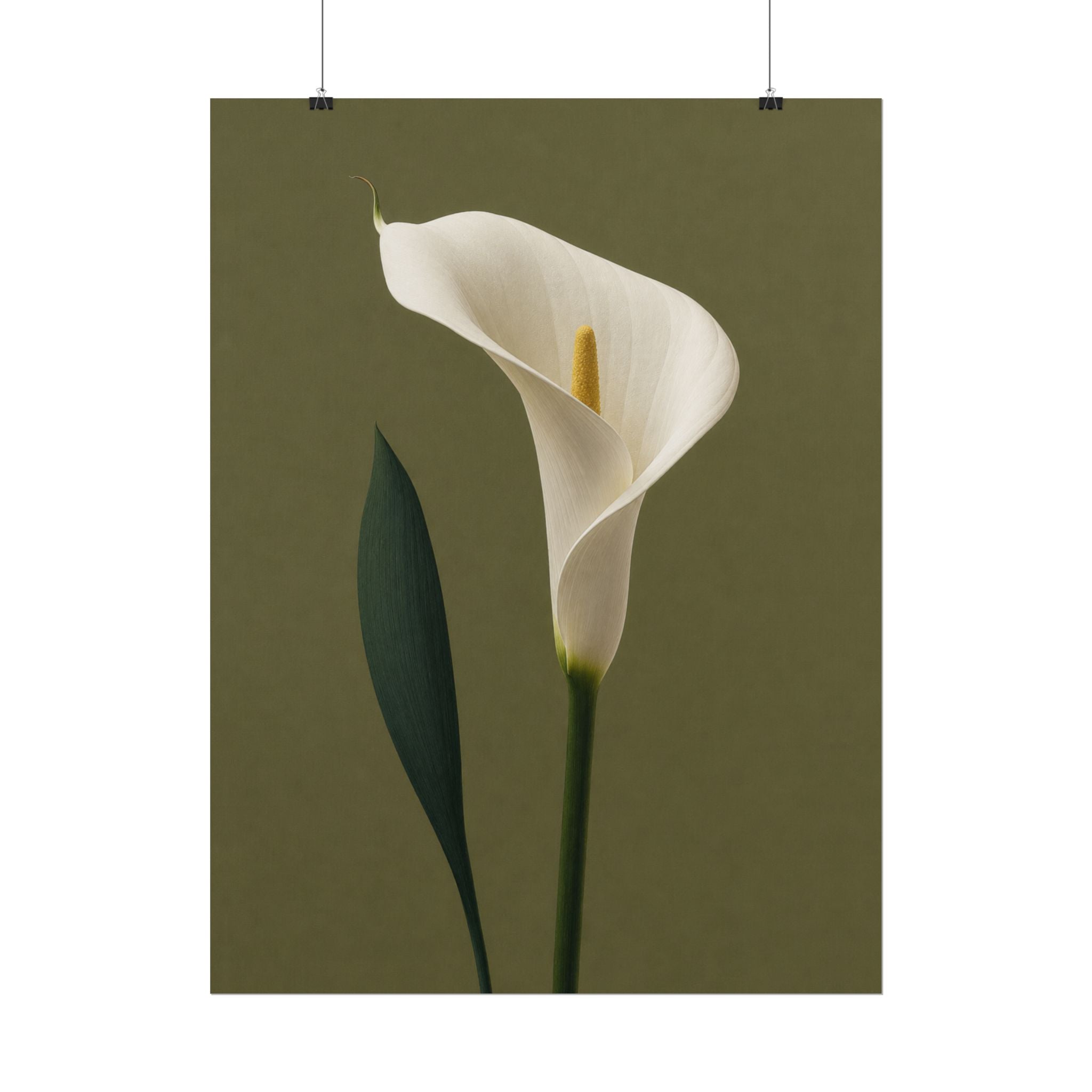 White Calla Lily Print