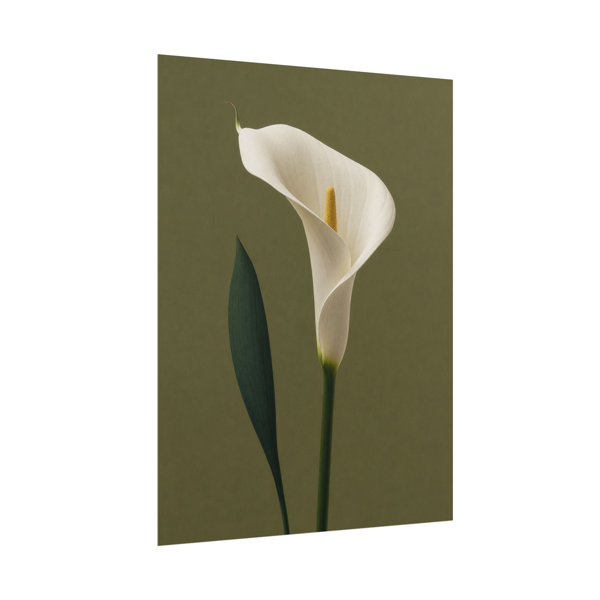 White Calla Lily Print