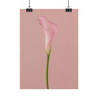 Pink Calla Lily Print