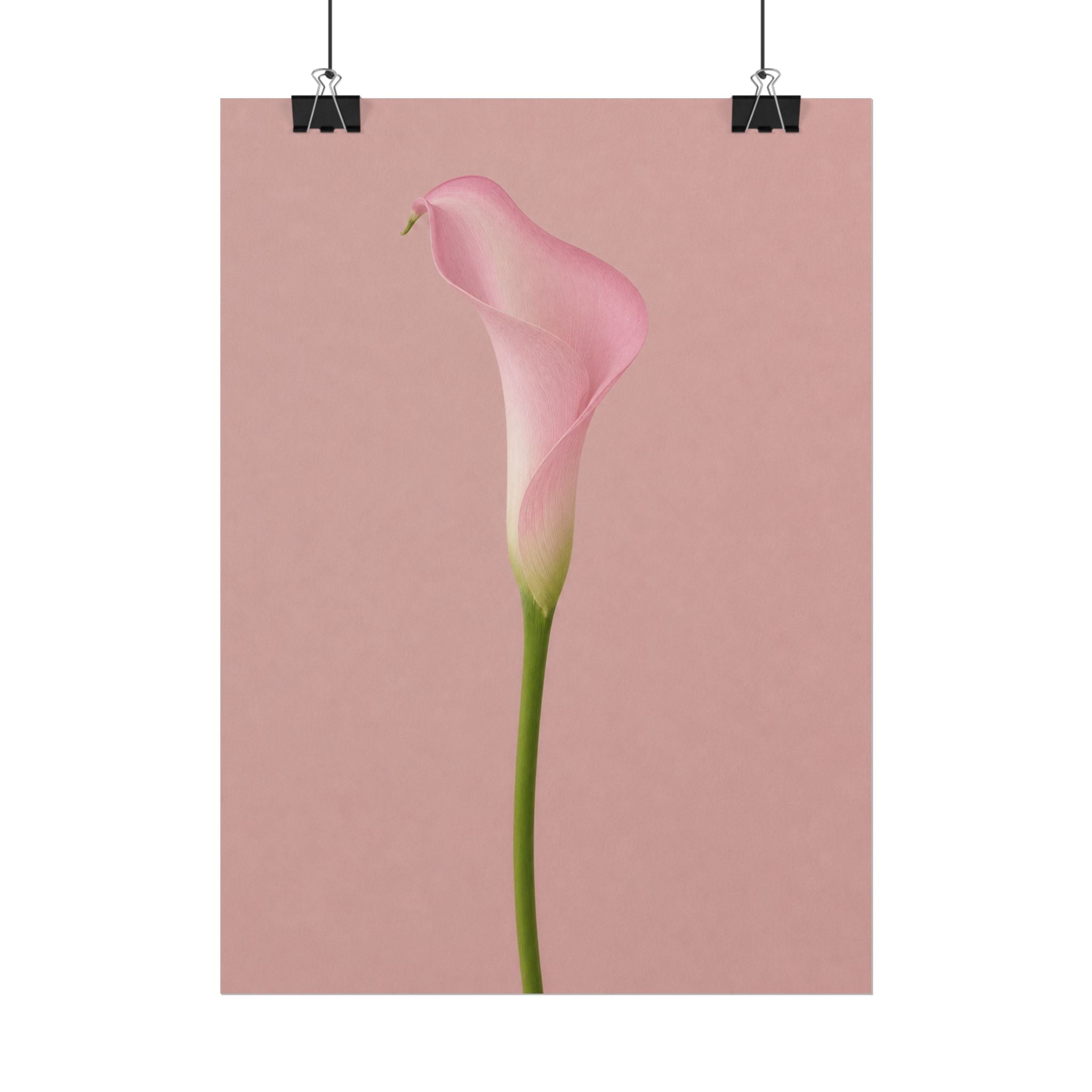 Pink Calla Lily Print