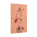 Blush Iris Print