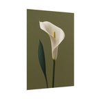 White Calla Lily Print