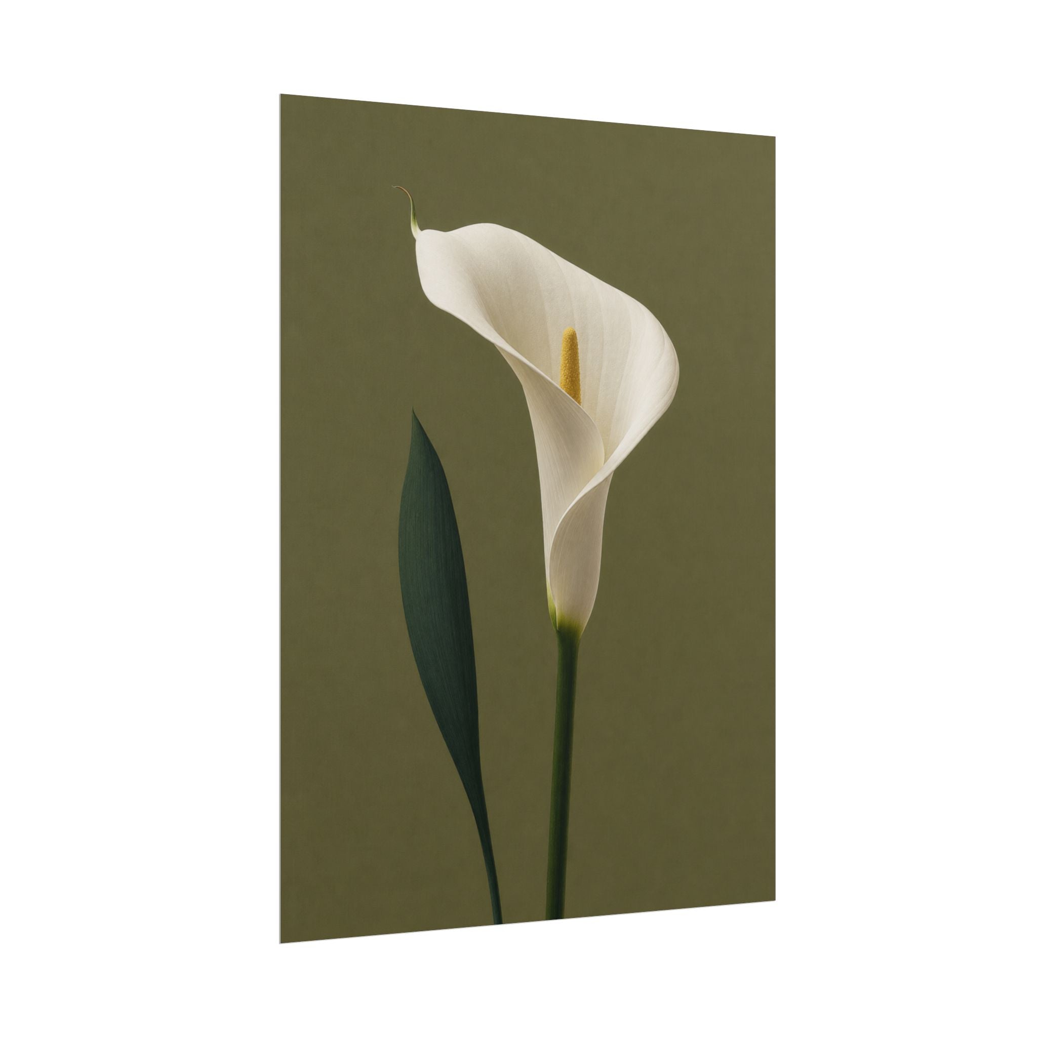 White Calla Lily Print