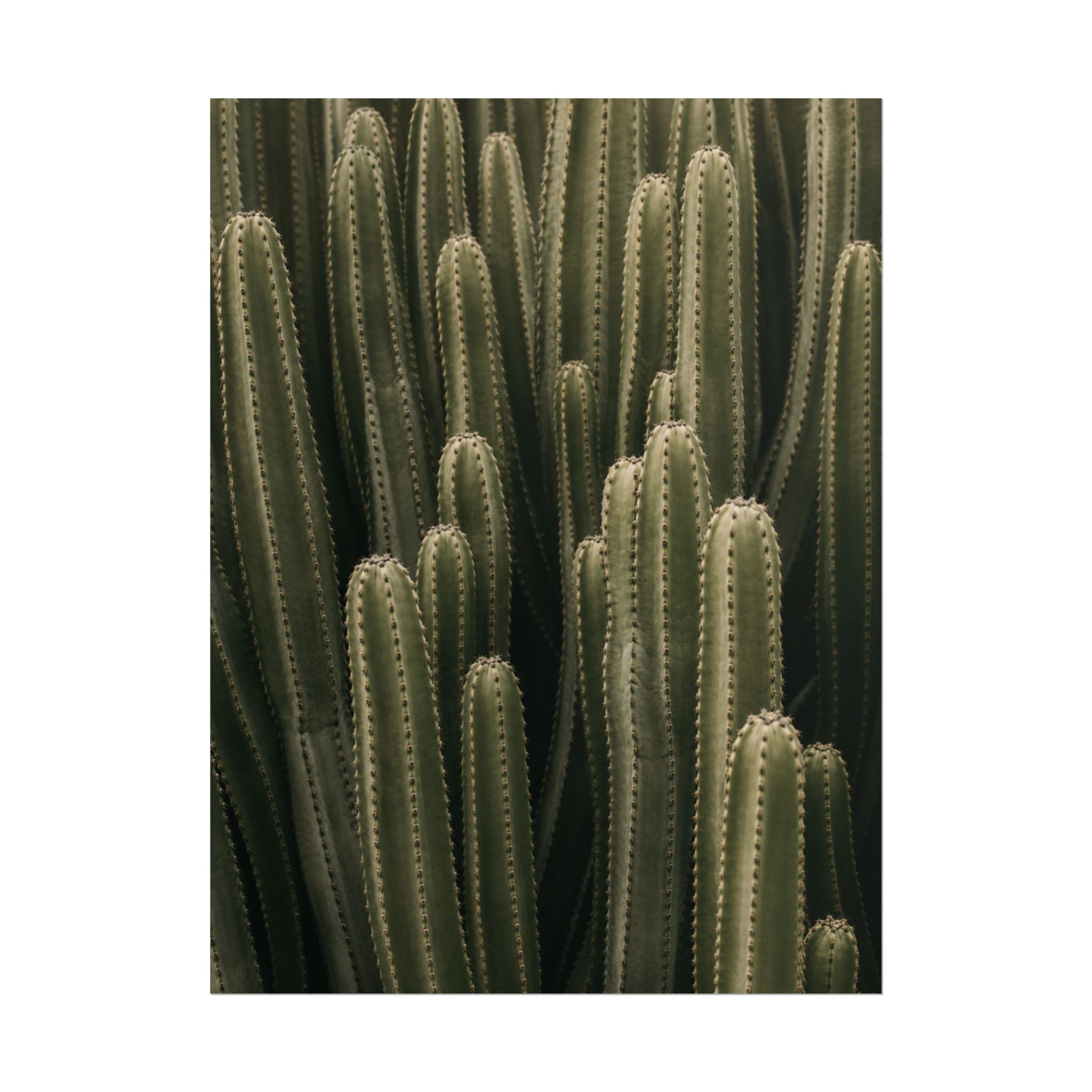 Column Cactus Print