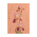Blush Iris Print