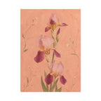 Blush Iris Print